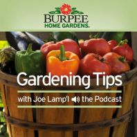 Burpee Home Gardens Tip of The Week Podcast