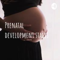 Prenatal development stages