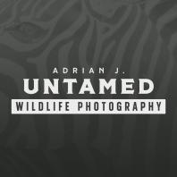 Untamed Wildlife Photography