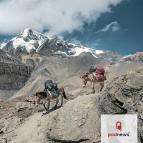 Two donkeys on the Himalayas in Nepal